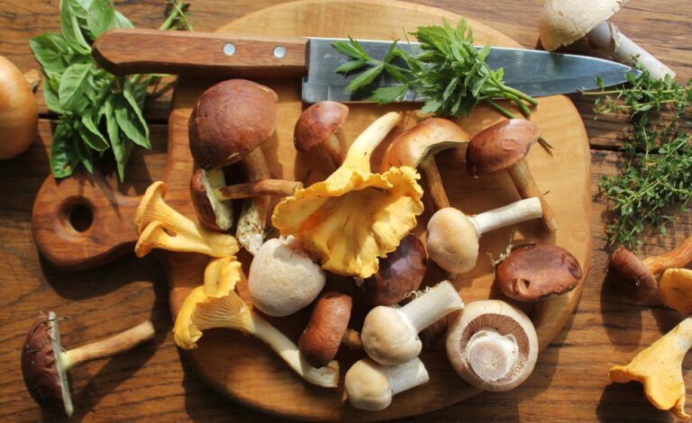 Hongos comestibles (Parte 2)