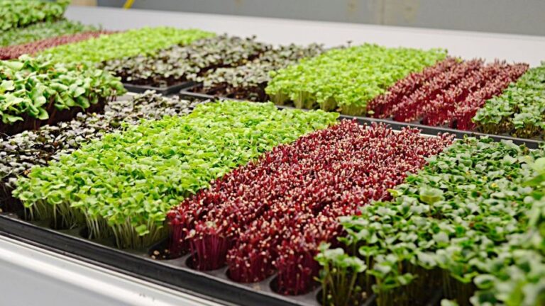 Microgreens