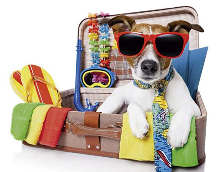 Viajar con animales