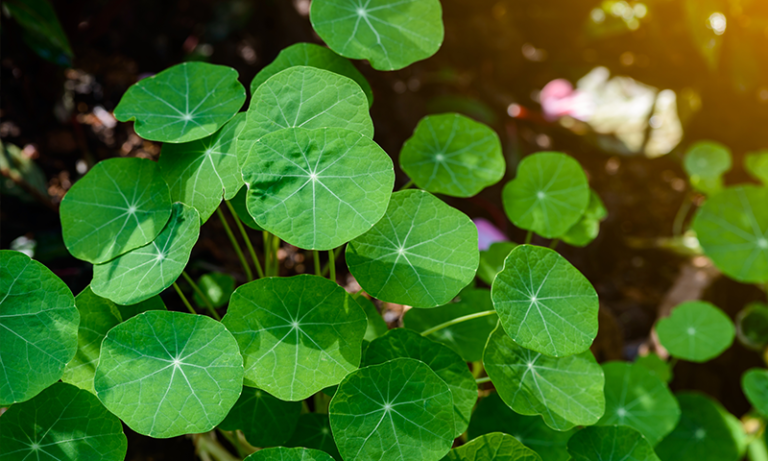La poderosa Centella Asiática