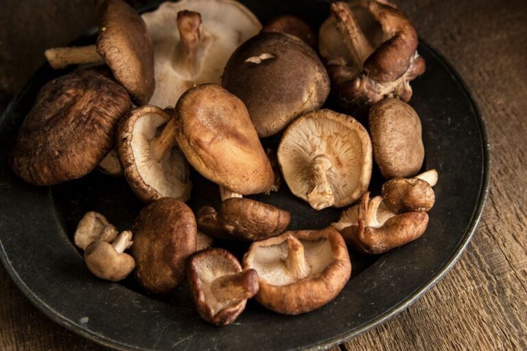 Shiitake, un hongo comestible y medicinal