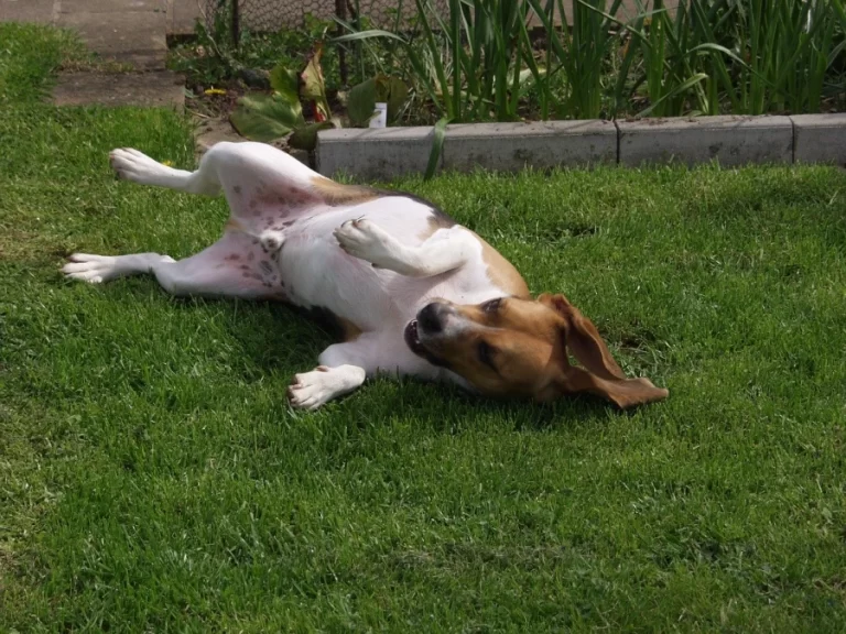 Epilepsia en perros y gatos: como la homeopatía ofrece respuestas