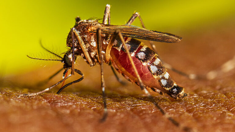 Dengue en el trabajo: Prevención y vacunas