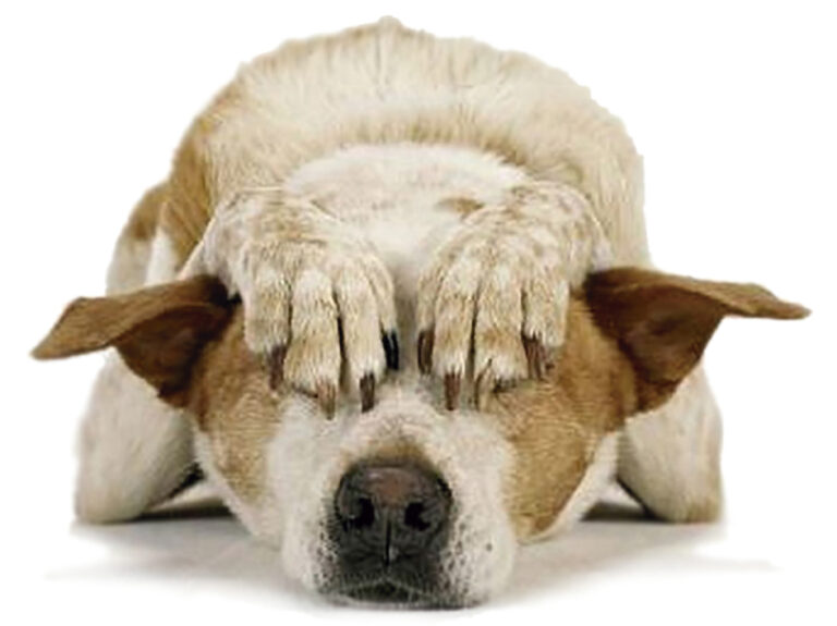 ¿Porque no todos los perros tienen terror a las tormentas y pirotecnia?
