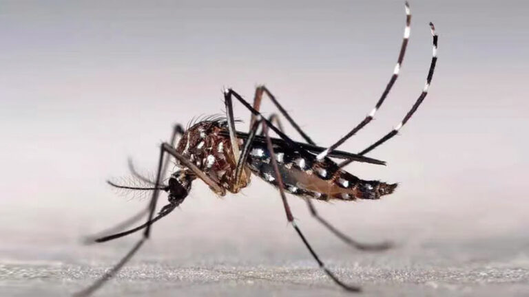 Prevención y tratamiento del dengue con homeopatía