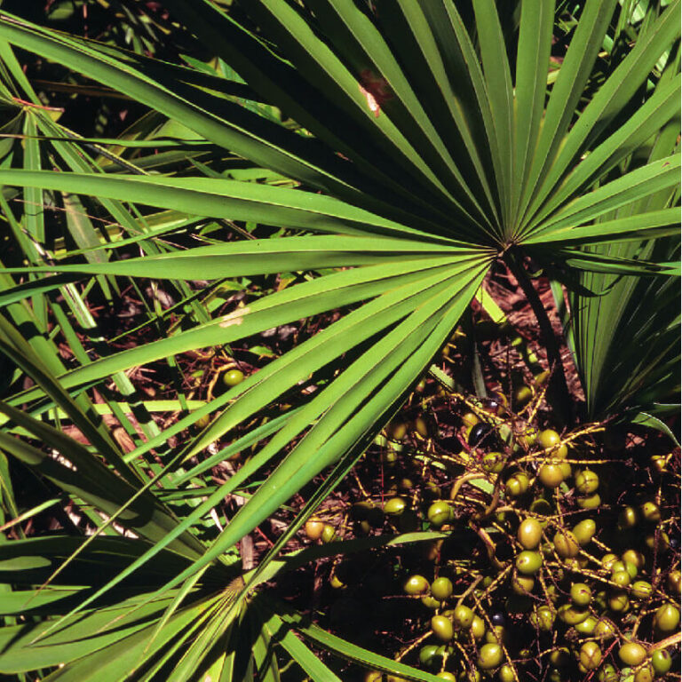 Sabal Serrulata
