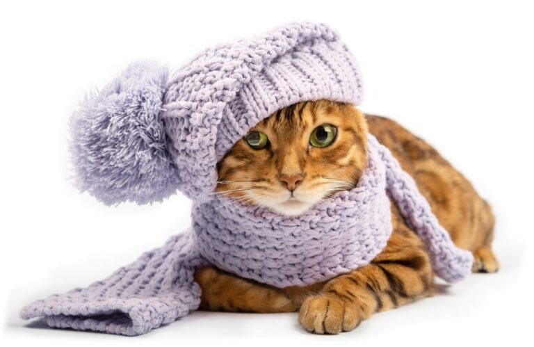 Cómo cuidar de perros y gatos durante el invierno