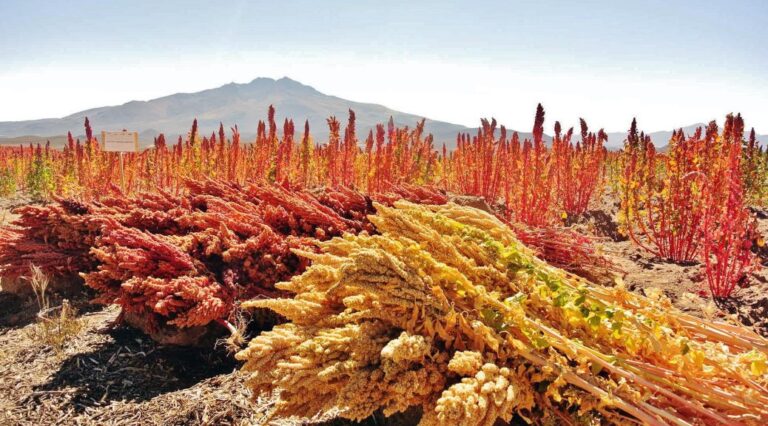 Quínoa y Amaranto, alimento sagrado
