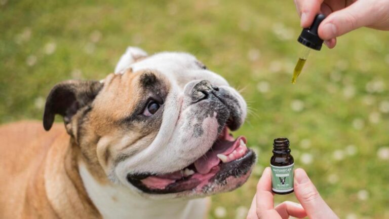 El aceite de Cannabis en perros