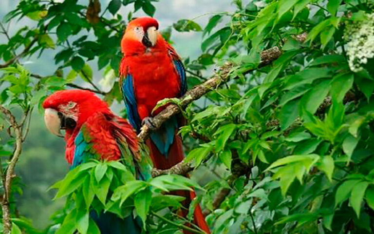 En solo 50 años, el tamaño promedio de las poblaciones de vida silvestre se redujo un 73%