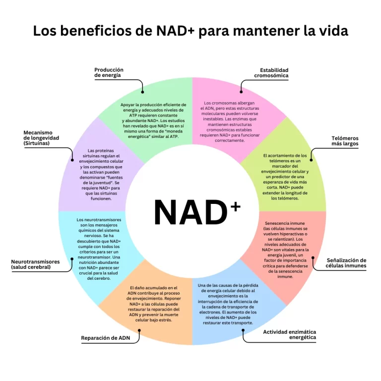 El secreto de la juventud: La maravillosa coenzima NAD+