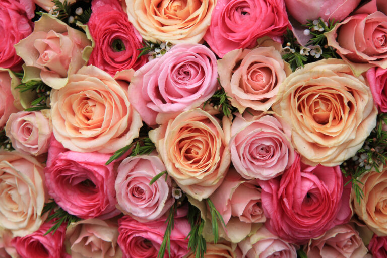 Las rosas tienen fuerzas curativas
