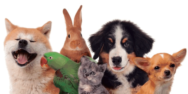 No lo llames “Mascota”