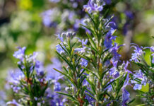 El ROMERO es todo lo bueno