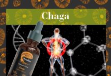 Hongos medicinales y piel: aliados naturales para el verano