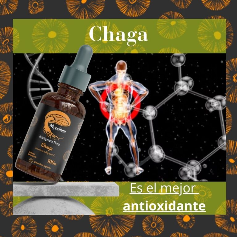 Hongos medicinales y piel: aliados naturales para el verano