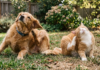 Picazón crónica en perros y gatos