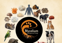 Adaptógenos Fúngicos en medicina veterinaria