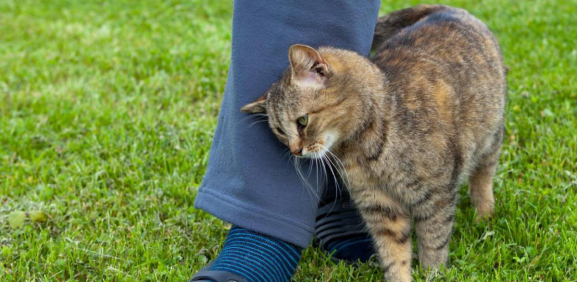 ¿Qué nos dice el gato cuando se frota?